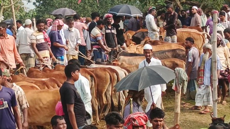 পোরশায় জমে উঠেছে কোরবানির পশুর হাট